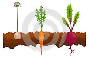 Vegetables growing in the ground. One line beet, carrot, garlic. Plants showing root structure below ground level
