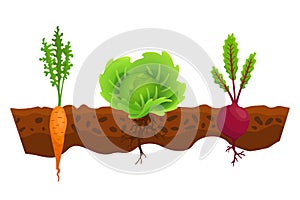 Vegetables growing in the ground. One line cabbage, beet, carrot. Plants showing root structure below ground level