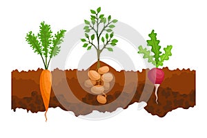 Vegetables growing in the ground. One line sugar beet, radishe, potatoes. Plants showing root structure below ground