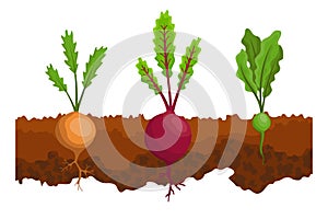 Vegetables growing in the ground. One line turnip, beet. Plants showing root structure below ground level. Organic and