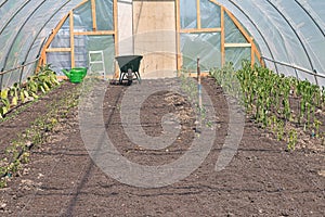 Vegetables growing in a hothouse