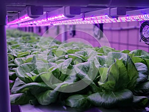 Vegetables are growing in indoor farm(vertical farm).