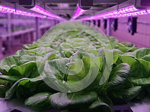 Vegetables are growing in indoor farm(vertical farm).