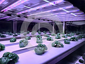 Vegetables are growing in indoor farm(vertical farm).