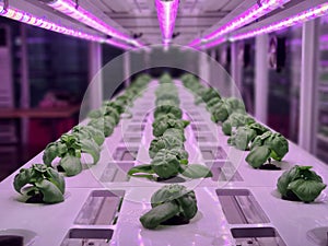 Vegetables are growing in indoor farm(vertical farm).