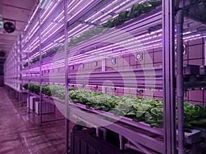 Vegetables are growing in indoor farm(vertical farm).