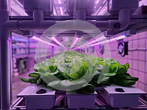 Vegetables are growing in indoor farm(vertical farm).