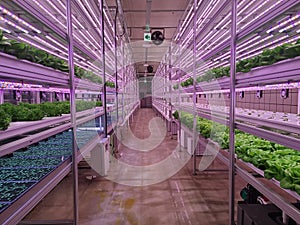 Vegetables are growing in indoor farm(vertical farm).