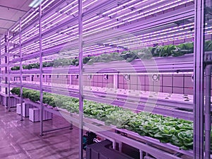 Vegetables are growing in indoor farm(vertical farm).