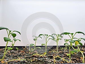 Vegetables are growing in indoor farm(vertical farm).