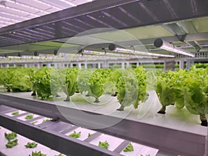 Vegetables are growing in indoor farm(vertical farm).