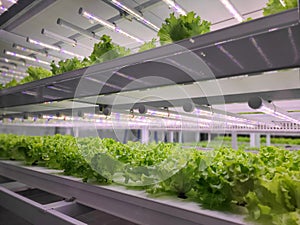 Vegetables are growing in indoor farm(vertical farm).