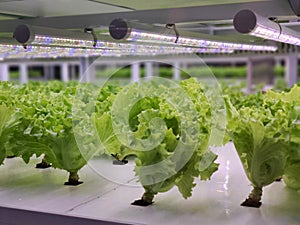 Vegetables are growing in indoor farm(vertical farm).