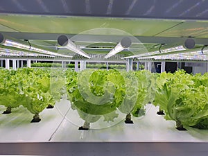 Vegetables are growing in indoor farm(vertical farm).