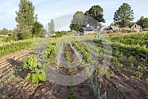 Vegetables growing in permaculture garden, traditional countryside landscape