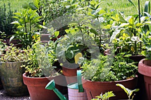 Vegetables growing in pots