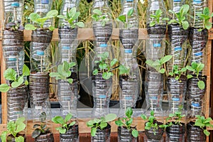 Vegetables growing in recycle plastic bottles