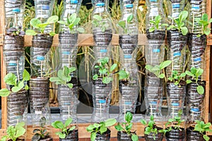 Vegetables growing in recycle plastic bottles
