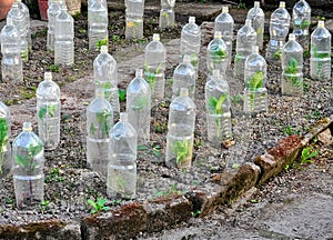 Vegetables growing secured in plastic bottles