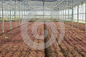 Vegetables grown in a greenhouse, an artificial ecosystem to increase production