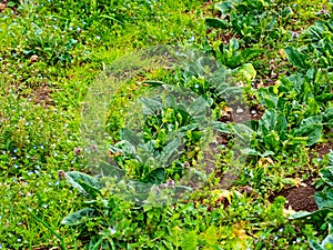 Vegetables grown with natural methods in the Italian countryside