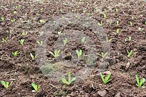 Vegetables grown on the slopes