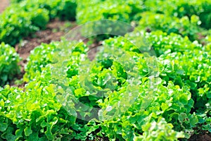 Vegetables grown in the soil With nutritional value and vitamins