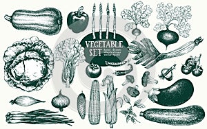 Vegetables hand drawn vector illustration set. Retro engraved style illustrations. Can be use for menu, label, packaging