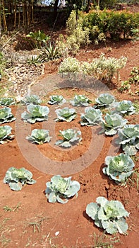 Vegetables healty in the garden