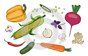 Vegetables and herbs fresh spring green organic vector collection