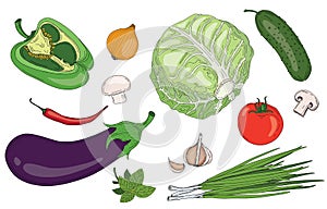 Vegetables and herbs fresh spring green organic vector collection