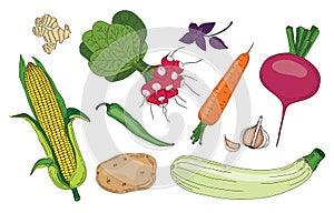 Vegetables and herbs fresh spring green organic vector collection