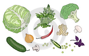 Vegetables and herbs fresh spring green organic vector collection