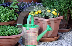 Vegetables and herbs plants in the pot