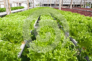 Vegetables hydro garden