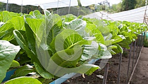 Vegetables hydro garden