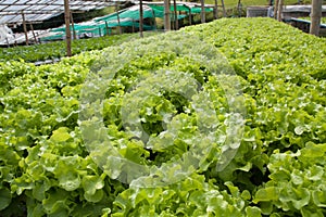 Vegetables hydro garden