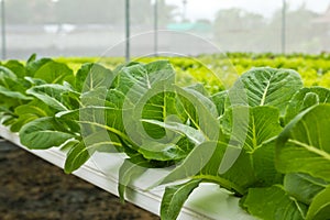 Vegetables in Hydroponic Farm