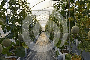 Vegetables hydroponics ,Fresh organic vegetable in hydroponic vegetable field photo