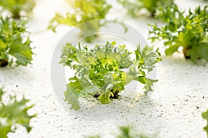 Vegetables hydroponics. Hydroponics method of growing plants
