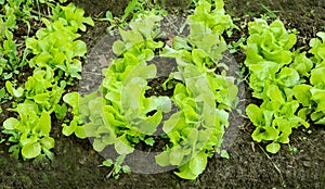 Vegetables. Leaves of a green salad