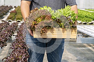 Vegetables nutrition health care concept. Hands of farmer man holding plant with fresh red oak and salad lettuce while harvest