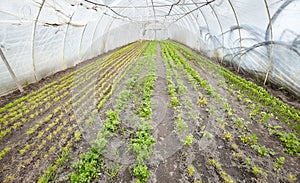Vegetables in an organic greenhouse plantation