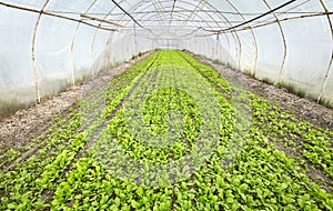 Vegetables in an organic greenhouse plantation