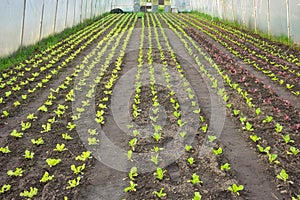 Vegetables in an organic greenhouse plantation