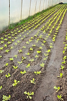 Vegetables in an organic greenhouse plantation, selective focus