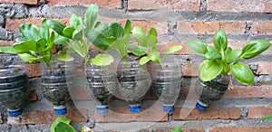 vegetables plant in the recycled plastic botle
