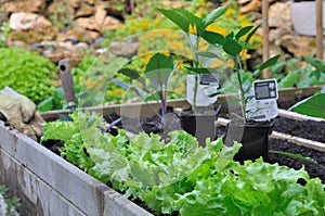 Vegetables plants in patch