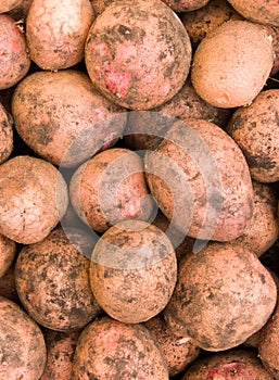 Vegetables a potato tubers photo