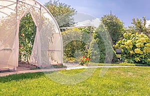 Vegetables in private garden in back yard in greenhouse color tone